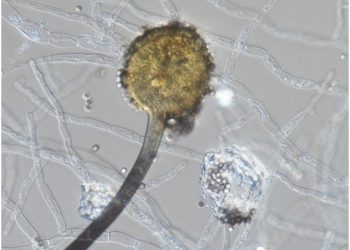 Aspergillus aculeatus