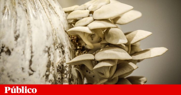 Cascais inaugura a primeira quinta urbana de economia circular