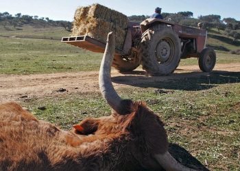 Combustíveis: CNA diz que situação é insustentável