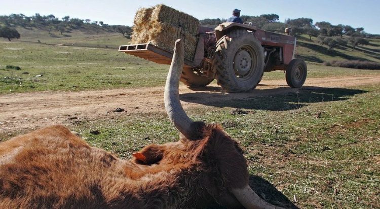 Combustíveis: CNA diz que situação é insustentável