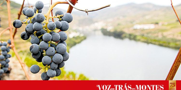 Douro apresenta candidatura conjunta a Cidade Europeia do Vinho