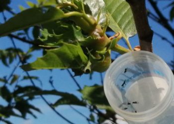Góis promoveu acção de combate à vespa-das-galhas-do-castanheiro