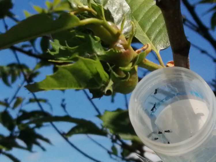 Góis promoveu acção de combate à vespa-das-galhas-do-castanheiro