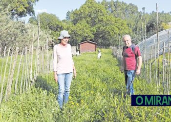 Herbicida perigoso cria pesadelo em Constância