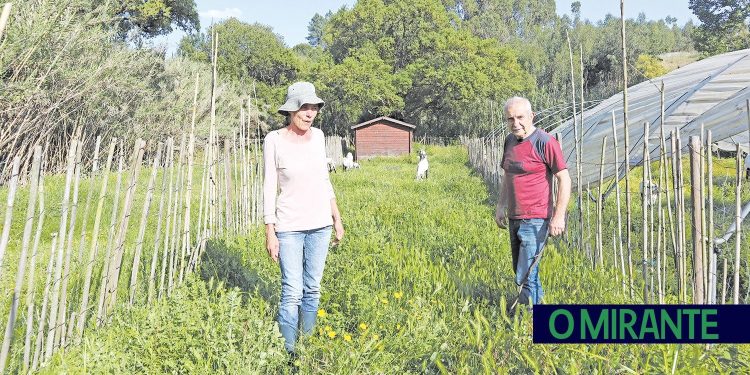 Herbicida perigoso cria pesadelo em Constância