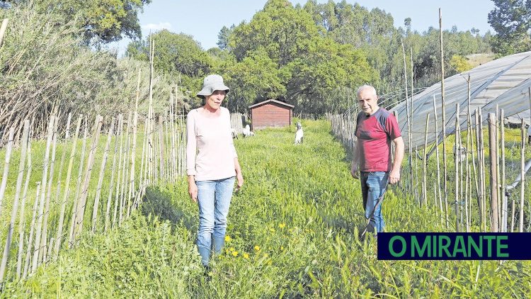 Herbicida perigoso cria pesadelo em Constância