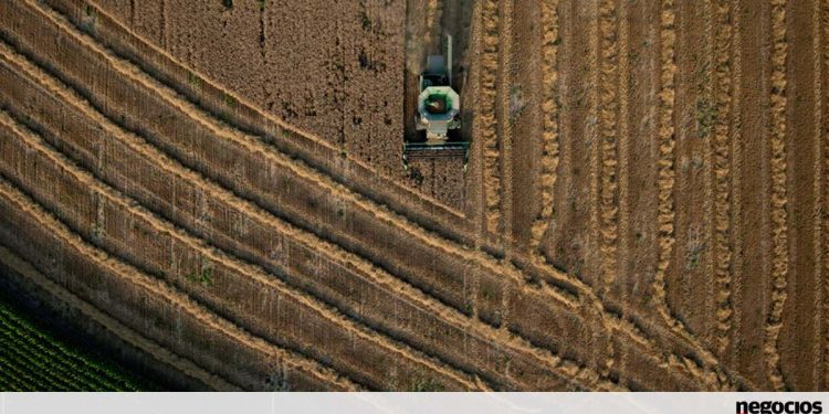 Mundo vai produzir menos cereais, mas consumir mais