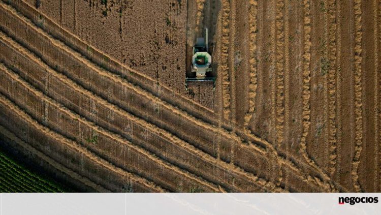 Mundo vai produzir menos cereais, mas consumir mais