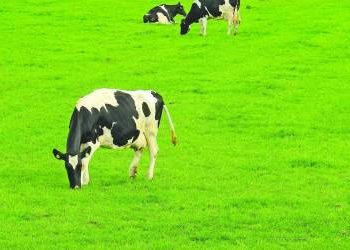 Negócio do leite está a azedar em Portugal