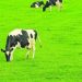 Negócio do leite está a azedar em Portugal