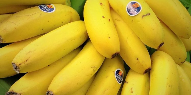 Madeira: Produção agrícola de cana-de-açúcar e banana diminuiu em 2021