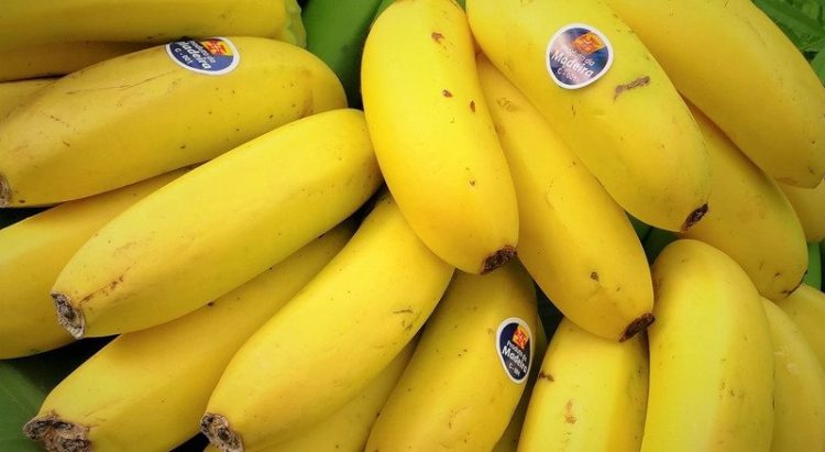 Madeira: Produção agrícola de cana-de-açúcar e banana diminuiu em 2021