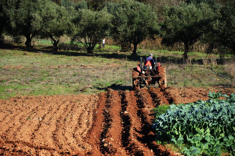 Vicentina abre novos concursos para apoiar Pequenos Investimentos na Exploração Agrícola