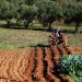 Vicentina abre novos concursos para apoiar Pequenos Investimentos na Exploração Agrícola