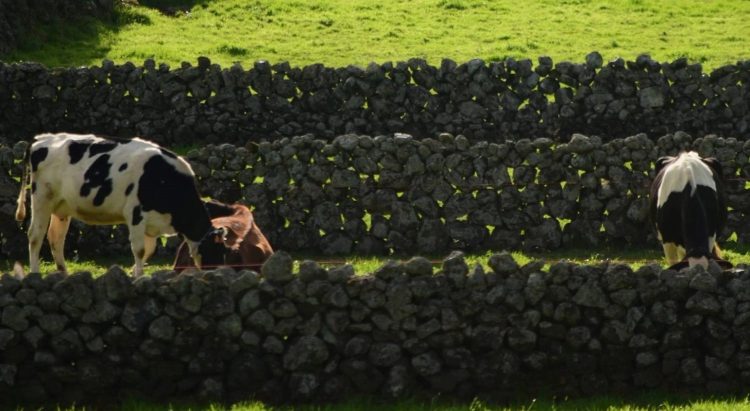 Açores