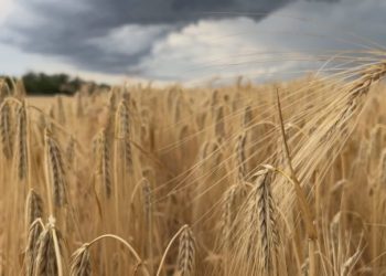 agricultura ucrania