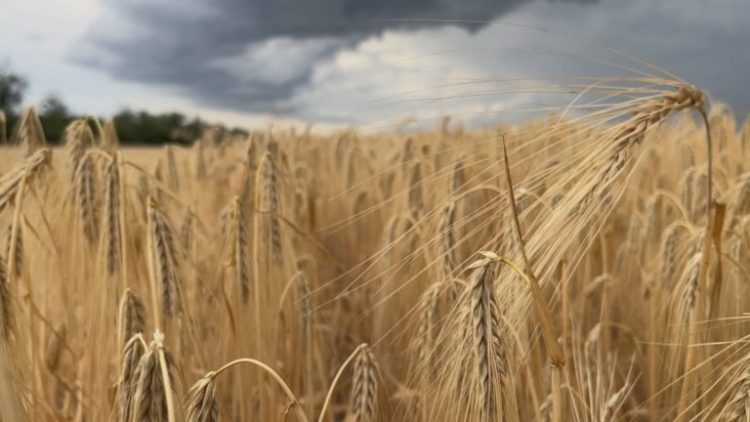 agricultura ucrania