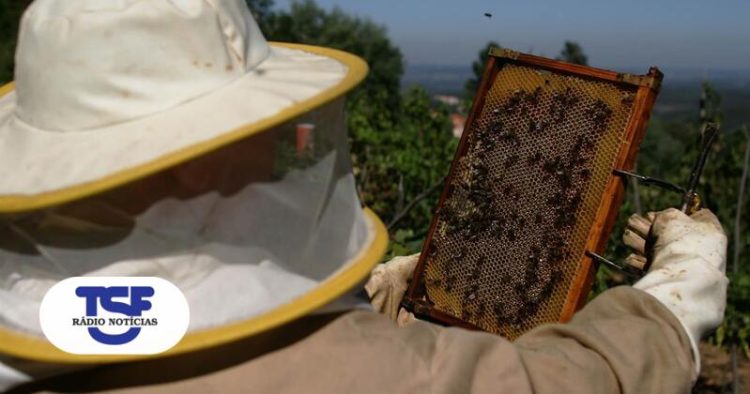 apicultura