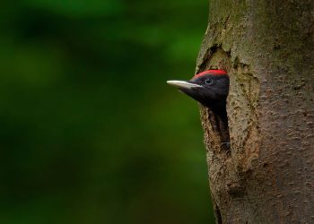 Biodiversidade florestal