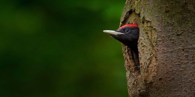 Biodiversidade florestal