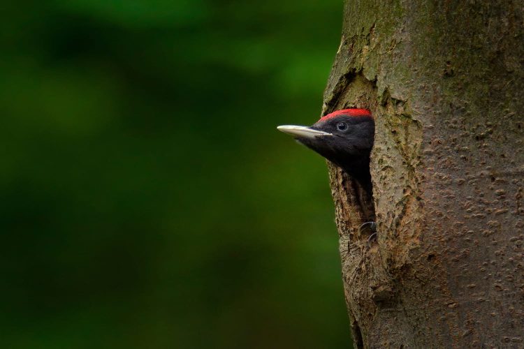 Biodiversidade florestal