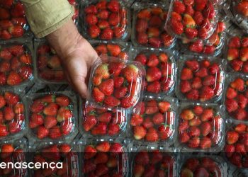 fruta