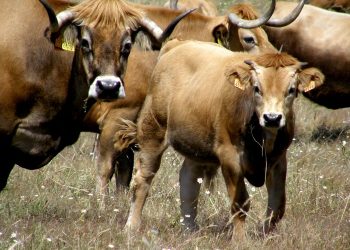 Vacas Mirandesas