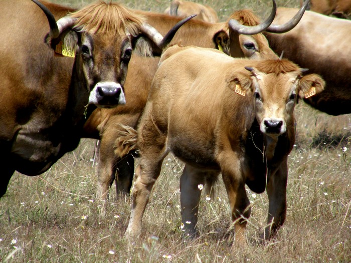 Vacas Mirandesas