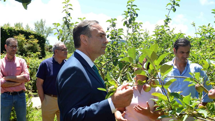 açores fruticultura