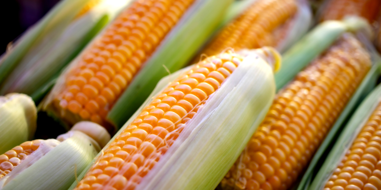 Alentejo cultiva a maior área de milho geneticamente modificado