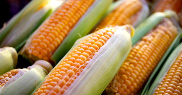 Alentejo cultiva a maior área de milho geneticamente modificado