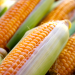 Alentejo cultiva a maior área de milho geneticamente modificado
