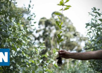 Bactéria que afeta plantas