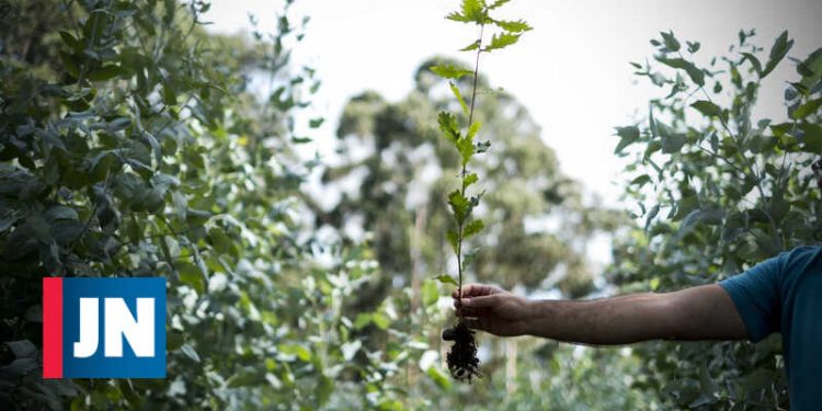 Bactéria que afeta plantas