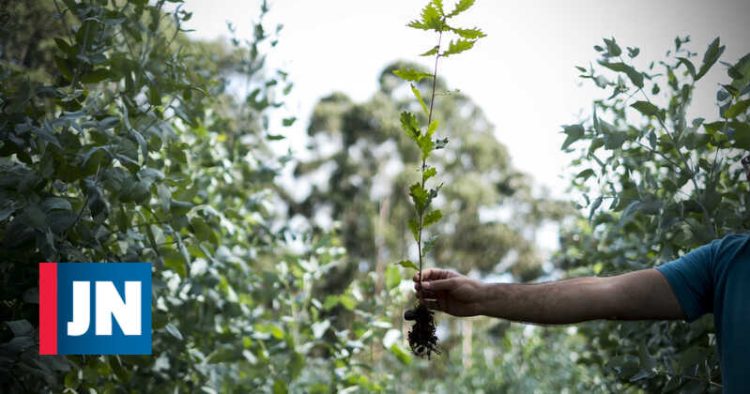 Bactéria que afeta plantas