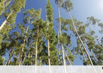 gestao florestal