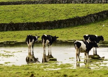 açores vacas