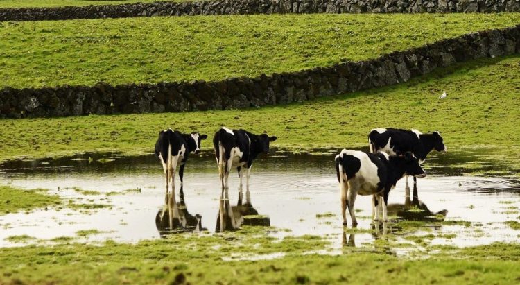 açores vacas