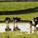 açores vacas