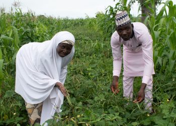 nigeria gmo