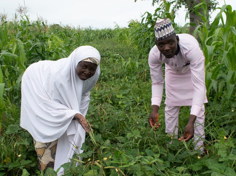 nigeria gmo