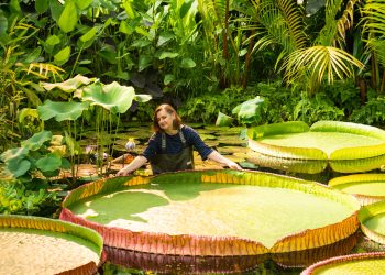 Identificada nova espécie de nenúfar gigante, a primeira em mais de um século e a maior do mundo