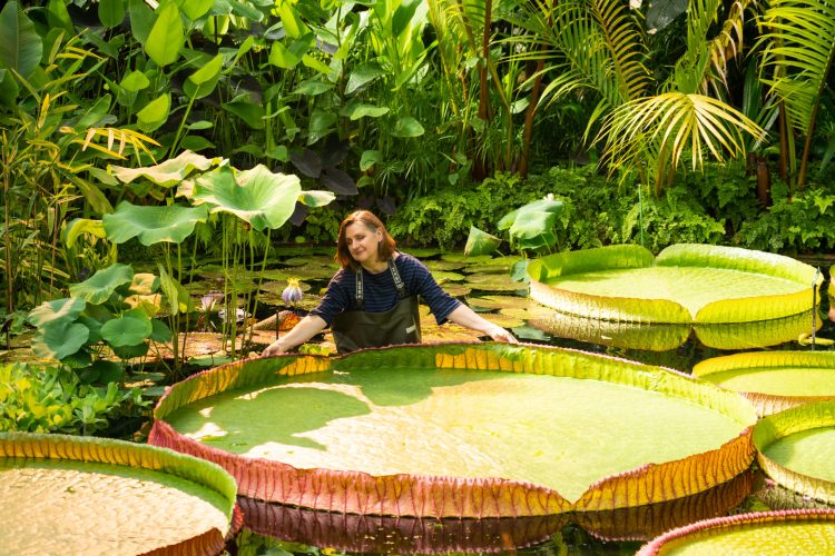 Identificada nova espécie de nenúfar gigante, a primeira em mais de um século e a maior do mundo