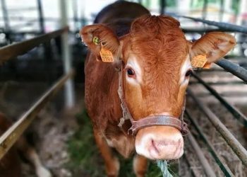 Madeira: Feira Agropecuária reúne 150 expositores no Porto Moniz