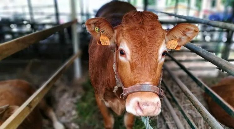 Madeira: Feira Agropecuária reúne 150 expositores no Porto Moniz