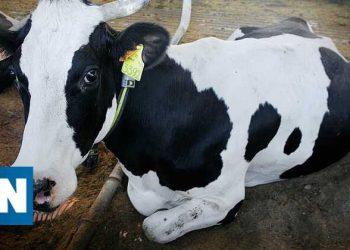 Novas rações para animais feitas a partir de dióxido de carbono