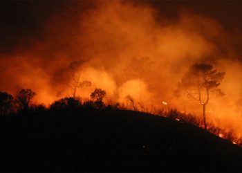 Os fogos do Pinhal Interior, cinco anos depois - António Covas