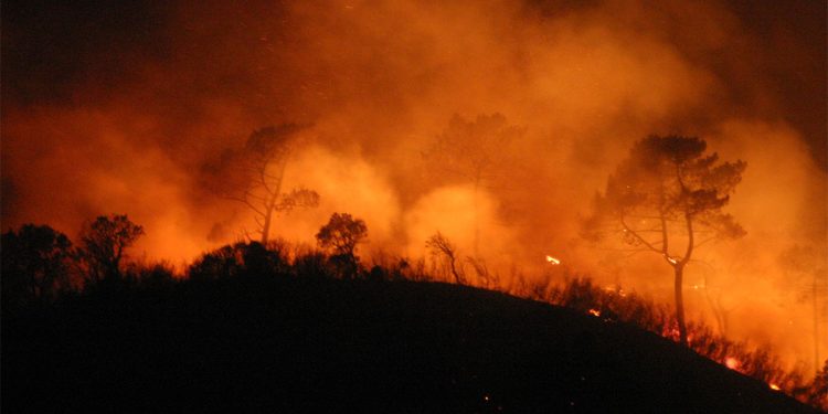 Os fogos do Pinhal Interior, cinco anos depois - António Covas