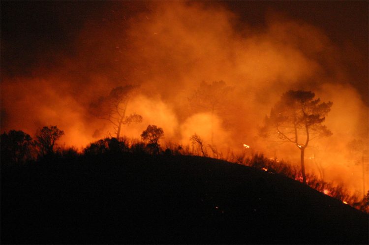 Os fogos do Pinhal Interior, cinco anos depois - António Covas