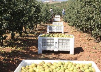 prejuízo agricultura
